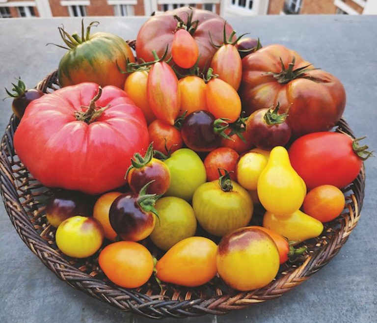 tomates valéry tsimba abondance variétés