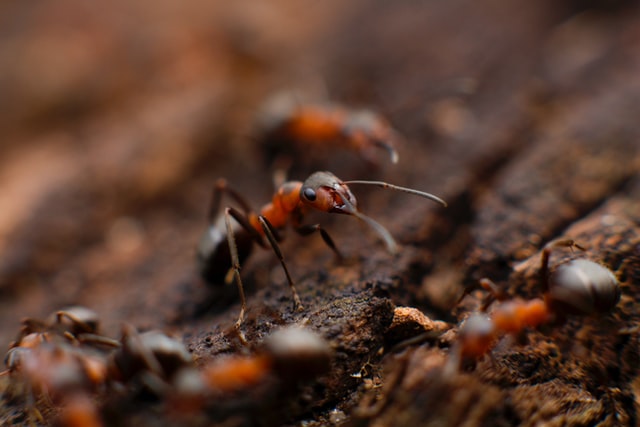 fourmis rousse