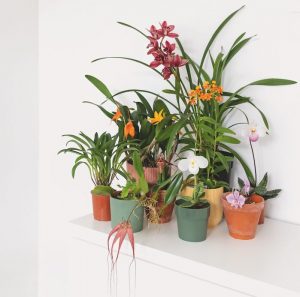 orchidées choisir son pot romain maire